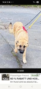 Dafne ,Diego ,Dean 3