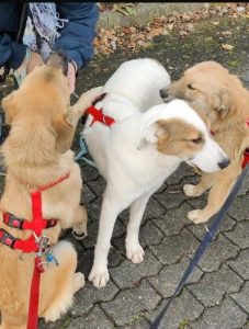 Dafne, Diego,Dean. 10