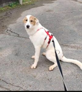 Dafne, Diego,Dean. 11