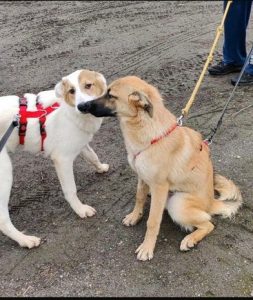 Dafne, Diego,Dean. 4