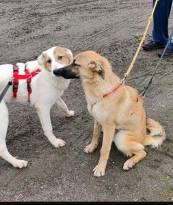 Dafne, Diego,Dean. 4