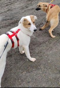 Dafne, Diego,Dean. 7