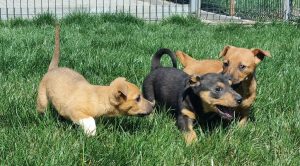 Geschwister Hope, Holly, Hugo und Herbie 10