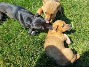 Geschwister Hope, Holly, Hugo und Herbie 11