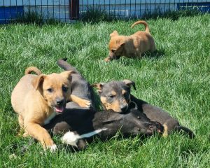 Geschwister Hope, Holly, Hugo und Herbie 12