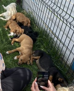 Geschwister Hope, Holly, Hugo und Herbie 13