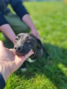 Geschwister Hope, Holly, Hugo und Herbie 3
