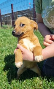 Geschwister Hope, Holly, Hugo und Herbie 4