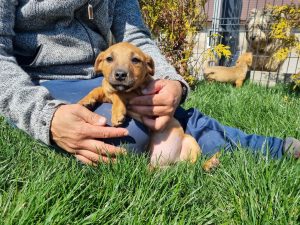 Geschwister Hope, Holly, Hugo und Herbie 5