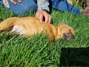 Geschwister Hope, Holly, Hugo und Herbie 6