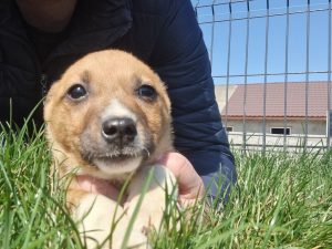 Geschwister Hope, Holly, Hugo und Herbie 7