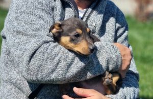 Geschwister Hope, Holly, Hugo und Herbie 9