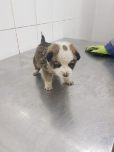 Isis, Iron, Lorenzio und Dottie 5